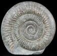 Dactylioceras Ammonite Stand Up - England #46568-1